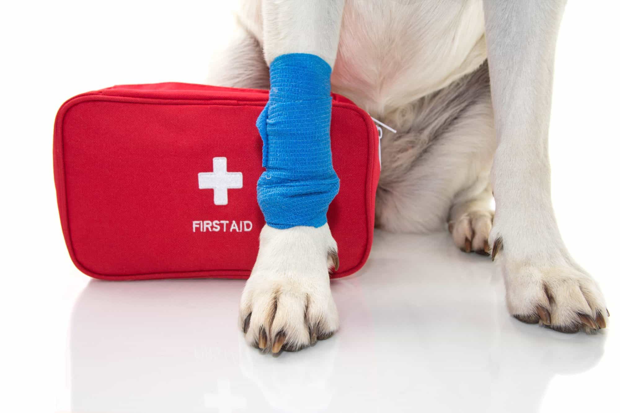 what-you-need-to-know-about-pet-first-aid-innova-veterinary